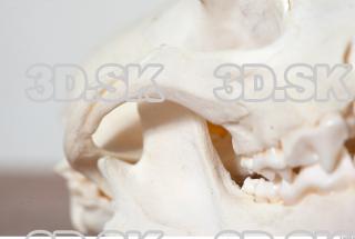 Skull photo reference 0042